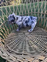Dolly , a female French Bulldog for sale in Lenoir, NC – 6 of 10