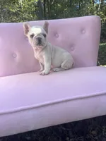 Chase , a male French Bulldog for sale in Lenoir, NC – 5 of 10