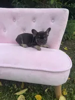 Truffles , a female French Bulldog for sale in Lenoir, NC – 3 of 10