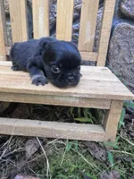 Xena , a female French Bulldog for sale in Lenoir, NC – 6 of 10