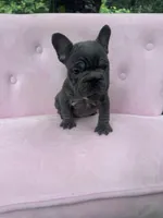 Aurora, a female French Bulldog for sale in Lenoir, NC – 6 of 10