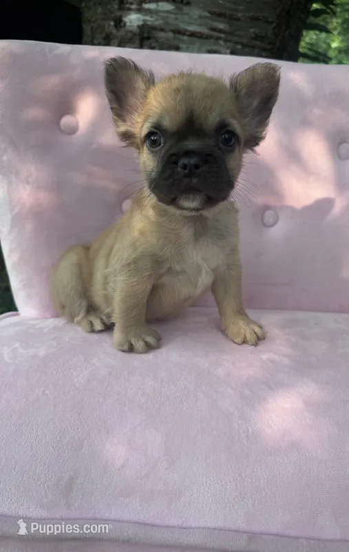 Margret  – French Bulldog puppy for sale in Lenoir, NC