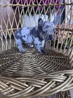 Dolly , a female French Bulldog for sale in Lenoir, NC – 2 of 10
