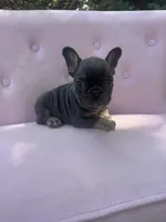 Molly , a female French Bulldog for sale in Lenoir, NC – 8 of 9