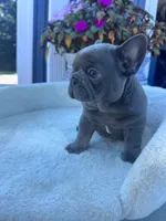 Max, a male French Bulldog for sale in Lenoir, NC – 5 of 10