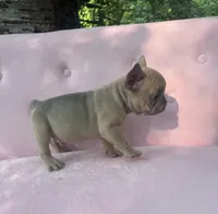 Burberry , a male French Bulldog for sale in Lenoir, NC – 8 of 10