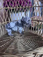Dolly , a female French Bulldog for sale in Lenoir, NC – 5 of 10