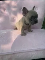 Burberry , a male French Bulldog for sale in Lenoir, NC – 4 of 10