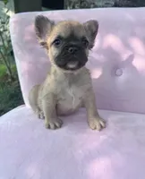 Margret , a female French Bulldog for sale in Lenoir, NC – 8 of 10