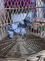 Dolly , a female French Bulldog for sale in Lenoir, NC – 4 of 10