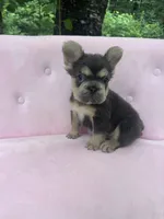 Stone , a male French Bulldog for sale in Lenoir, NC – 1 of 10