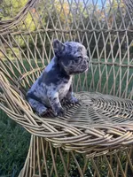 Dolly , a female French Bulldog for sale in Lenoir, NC – 10 of 10