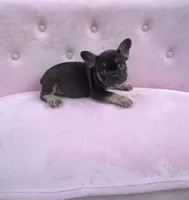 Truffles , a female French Bulldog for sale in Lenoir, NC – 9 of 10