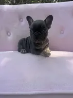 Molly , a female French Bulldog for sale in Lenoir, NC – 7 of 9