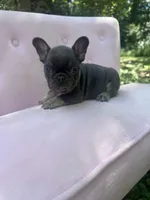 Molly , a female French Bulldog for sale in Lenoir, NC – 4 of 9