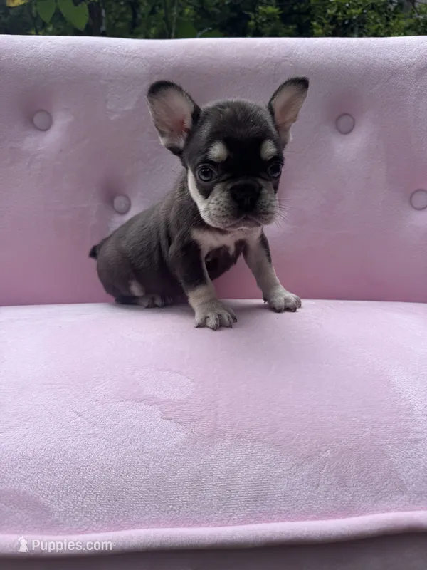 Reed  – French Bulldog puppy for sale in Lenoir, NC