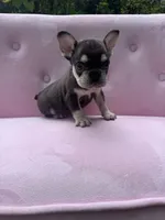 Reed , a male French Bulldog for sale in Lenoir, NC – 9 of 10