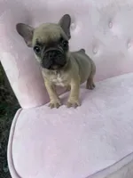 Maximus , a male French Bulldog for sale in Lenoir, NC – 5 of 9