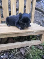 Xena , a female French Bulldog for sale in Lenoir, NC – 1 of 10