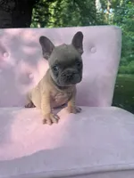 Burberry , a male French Bulldog for sale in Lenoir, NC – 7 of 10