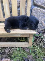 Xena , a female French Bulldog for sale in Lenoir, NC – 8 of 10