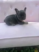 Molly , a female French Bulldog for sale in Lenoir, NC – 5 of 9
