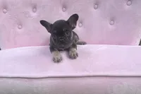 Truffles , a female French Bulldog for sale in Lenoir, NC – 8 of 10