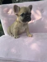 Margret , a female French Bulldog for sale in Lenoir, NC – 5 of 10