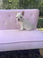 Chase , a male French Bulldog for sale in Lenoir, NC – 8 of 10