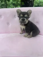 Stone , a male French Bulldog for sale in Lenoir, NC – 4 of 10