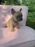 Burberry , a male French Bulldog for sale in Lenoir, NC – 2 of 10