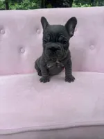 Aurora, a female French Bulldog for sale in Lenoir, NC – 8 of 10