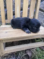 Xena , a female French Bulldog for sale in Lenoir, NC – 9 of 10