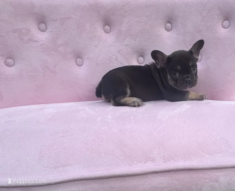Truffles  – French Bulldog puppy for sale in Lenoir, NC