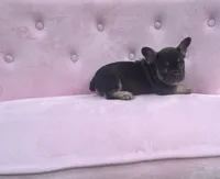 Truffles , a female French Bulldog for sale in Lenoir, NC – 1 of 10
