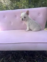 Chase , a male French Bulldog for sale in Lenoir, NC – 3 of 10
