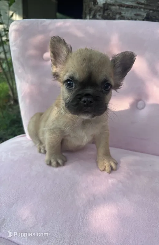 Margret  – French Bulldog puppy for sale in Lenoir, NC