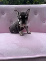 Reed , a male French Bulldog for sale in Lenoir, NC – 7 of 10