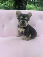 Stone , a male French Bulldog for sale in Lenoir, NC – 10 of 10