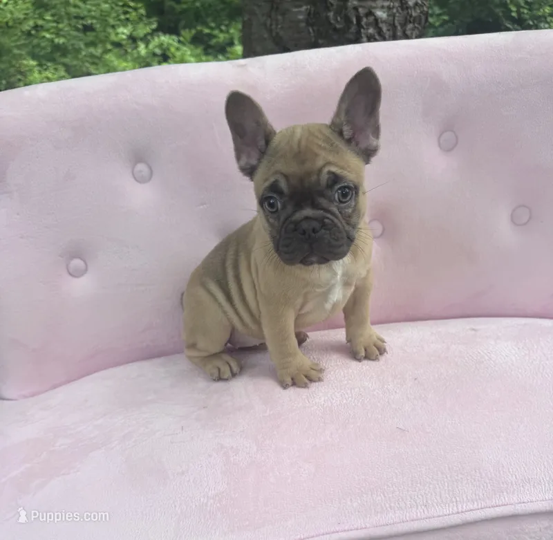 Ember  – French Bulldog puppy for sale in Lenoir, NC