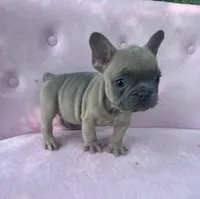 Burberry , a male French Bulldog for sale in Lenoir, NC – 6 of 10