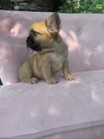 Margret , a female French Bulldog for sale in Lenoir, NC – 2 of 10