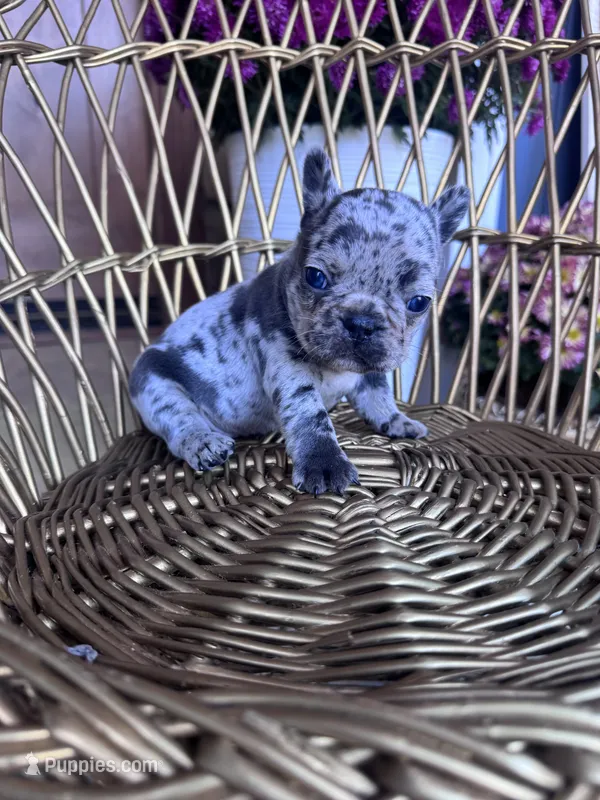 Dolly  – French Bulldog puppy for sale in Lenoir, NC