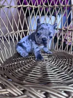 Dolly , a female French Bulldog for sale in Lenoir, NC – 1 of 10