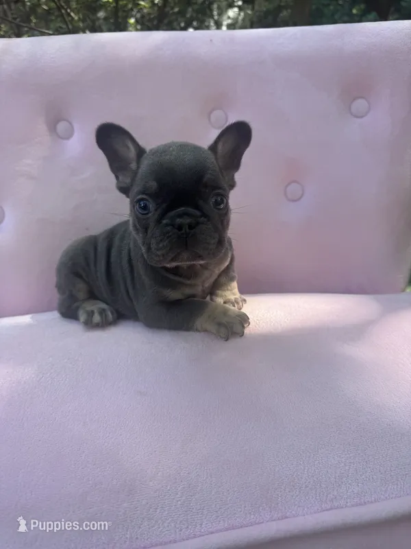 Molly  – French Bulldog puppy for sale in Lenoir, NC