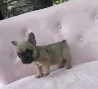 Maximus , a male French Bulldog for sale in Lenoir, NC – 7 of 9