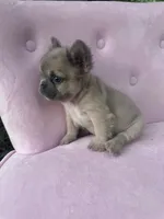 Pricilla , a female French Bulldog for sale in Lenoir, NC – 10 of 10