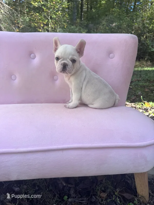 Chase  – French Bulldog puppy for sale in Lenoir, NC