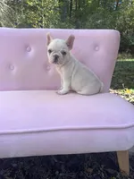 Chase , a male French Bulldog for sale in Lenoir, NC – 1 of 10