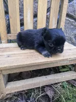 Xena , a female French Bulldog for sale in Lenoir, NC – 5 of 10